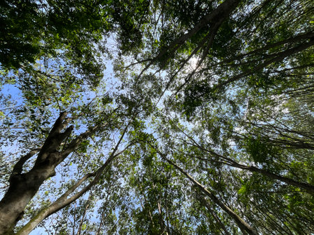 Looking up at the sky through the canopy of tall trees in the forest