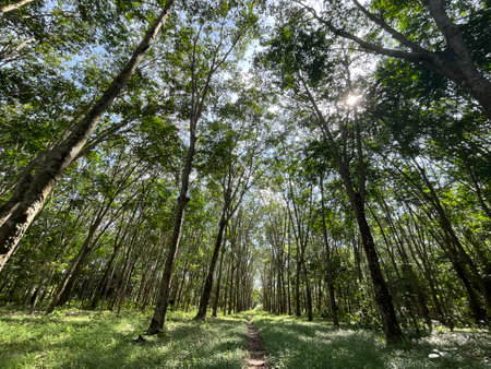 Rubber plantation in the morning at Mae Salong National Park, Thailandの写真素材