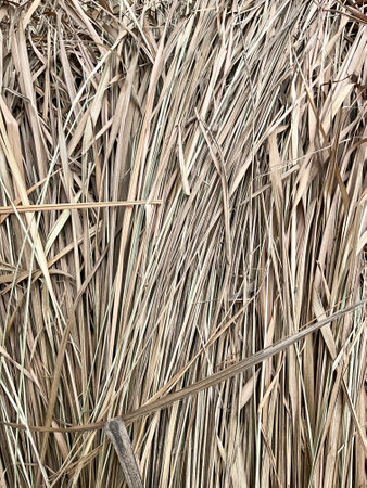 Dry reed background. Texture of dry reed leaves.の写真素材