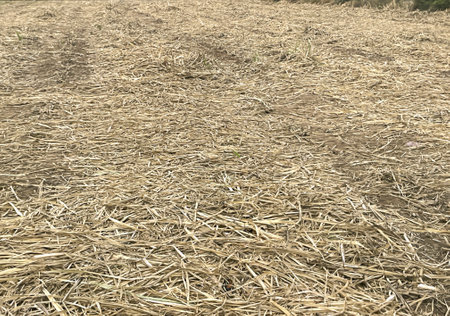Dry corn stubble on the field in rural Thailand, agricultureの写真素材