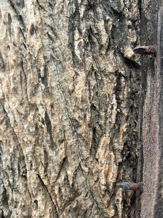 Close up of tree bark texture background. Tree bark texture background.の写真素材