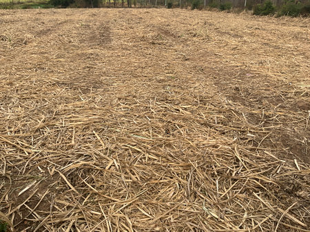 Sugar cane stubble in the field, closeup of photoの写真素材