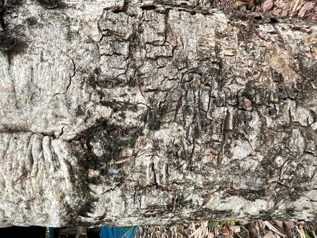 Old tree bark texture. Abstract background and texture for design and ideas.の写真素材