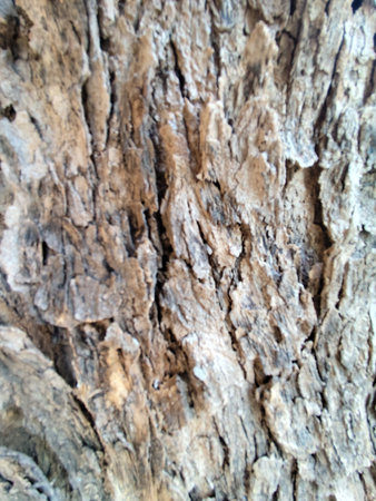 Bark of tree texture. Abstract background and texture for design.の写真素材