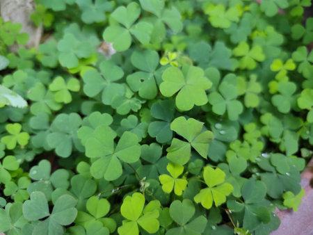 Green clover leaves in the garden. Shallow depth of field.
