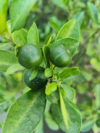 Lime fruit on the tree in the garden. Selective focus.の写真素材