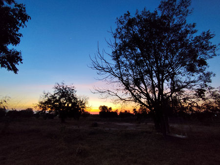 Sunset with trees in the countryside of Thailand, South East Asiaの写真素材