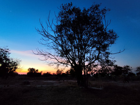 silhouette of a tree at sunset in the countryside of Thailandの写真素材