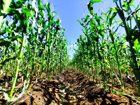 agricultural field of corn and blue sky in summer time.の写真素材