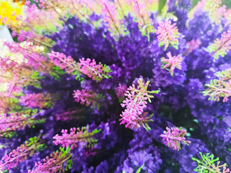 Colorful of purple and pink flowers background, selective focus point.の写真素材