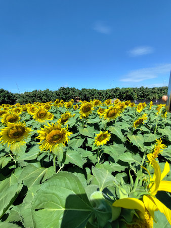 Sunflower field with blue sky background. Sunflower blooming.の写真素材
