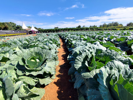 Cabbage field at Doi Ang Khang, Chiang Mai, Thailandの写真素材