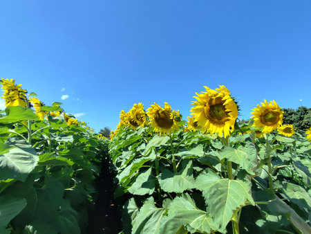 Sunflower field with blue sky and sunflowers blooming in summerの写真素材