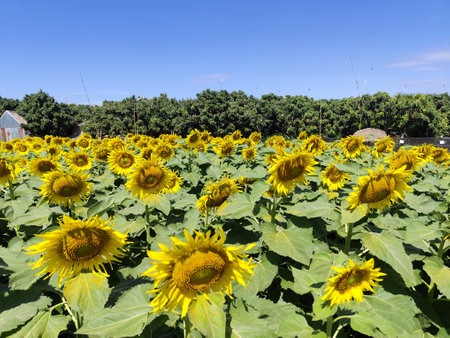 Field of sunflowers on a bright sunny day with blue skyの写真素材