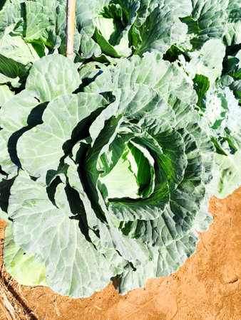 Organic cabbage in the vegetable garden, Thailand. Selective focus.の写真素材