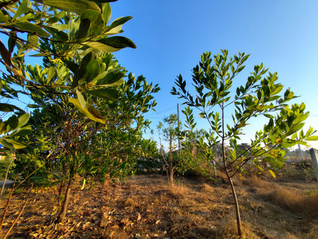 Plantation of green olives in a sunny day, Portugalの写真素材