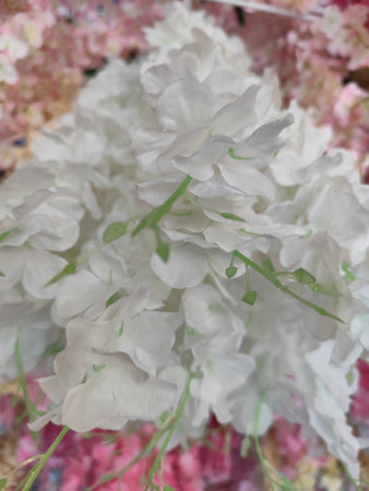 White and pink hydrangea flowers with green leaves on backgroundの写真素材