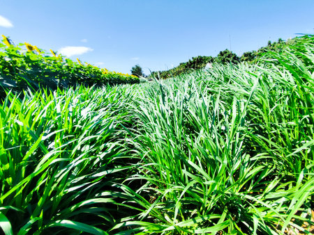 Green grass field with blue sky background in sunny day, Thailand.の写真素材