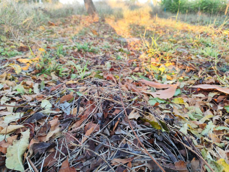Fallen leaves on the ground in the autumn forest, closeup of photoの写真素材