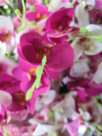 Beautiful orchid flowers background. Floral background. Close-up.の写真素材