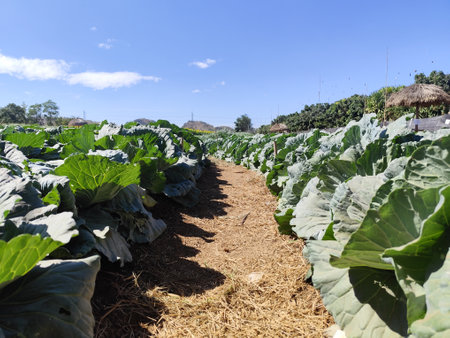 Cabbage field in the countryside of thailand with blue sky.の写真素材
