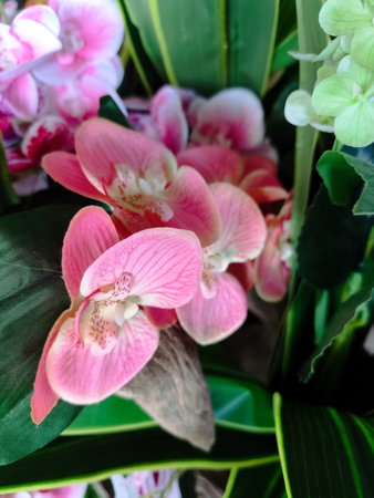 Beautiful pink and white orchids in a bouquet.の写真素材