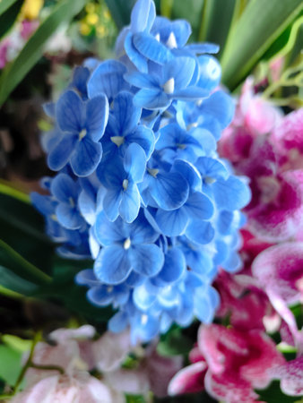 Beautiful blue hydrangea flower in garden, stock photoの写真素材