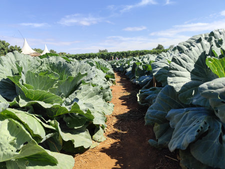 cabbage field in north korea,Taken in September 2017の写真素材