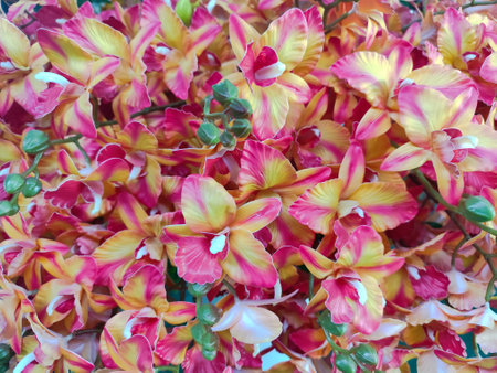 Red and yellow orchids in a flower shop, Thailand.の写真素材