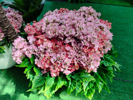 Pink and white hydrangea flowers in a flowerpot.の写真素材