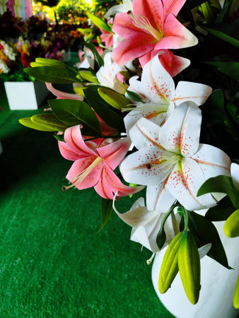 Close up of pink and white lily flower in vase.の写真素材