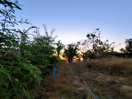 Sunset in the field with trees and blue sky, Thailand.の写真素材