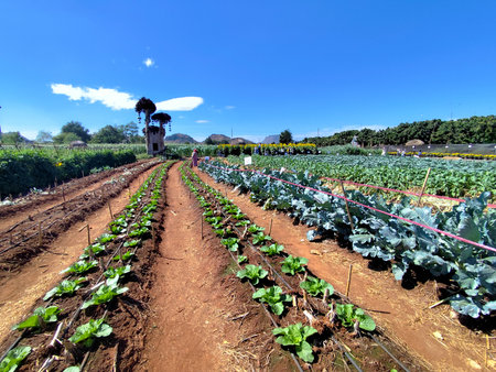 Cultivation of vegetables in the field. Agricultural landscape in the countryside.の写真素材