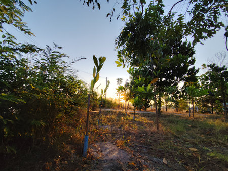 Tropical fruit trees growing in the garden in the morning.の写真素材