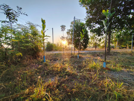 Sunset in the garden with trees and grasses in the foregroundの写真素材