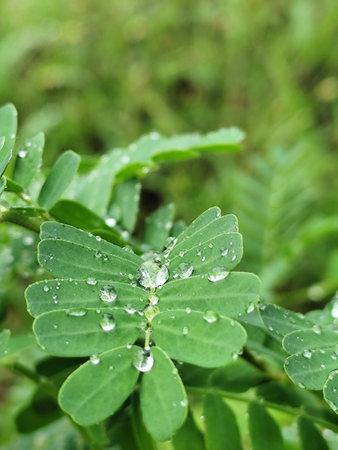 Tamarind leaf with water drops in the morning, Thailand.の写真素材