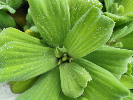close up of water droplets on the green leaves of a plantの写真素材
