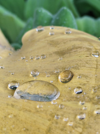 Water drops on a leaf of a tulip. Macro shot.の写真素材