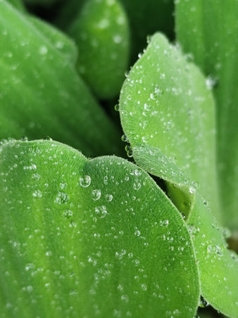 Water droplets on the leaves of a water hyacinth.の写真素材