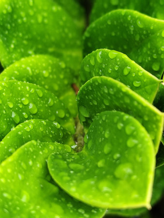Close up of green leaf with water droplets. Natural background.の写真素材