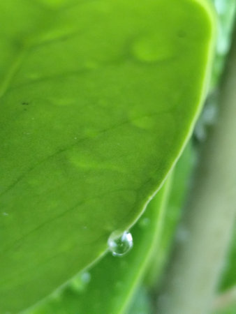 Water drops on the green leaf. Macro shot. Natural background.