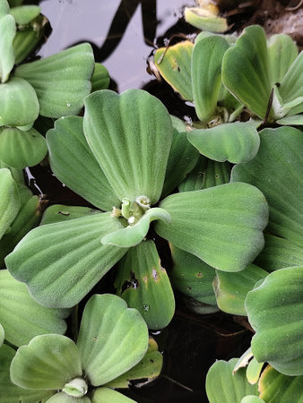 Close up of water lettuce in the pond, selective focus and shallow depth of field.の写真素材