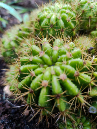 Cactus in botanical garden, Thailand. Selective focus.の写真素材
