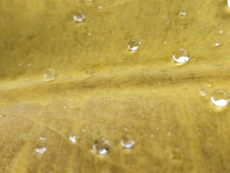 Close-up of water drops on a green leaf.の写真素材