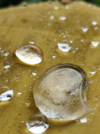 Water droplets on a ginkgo leaf. Macro shot.の写真素材