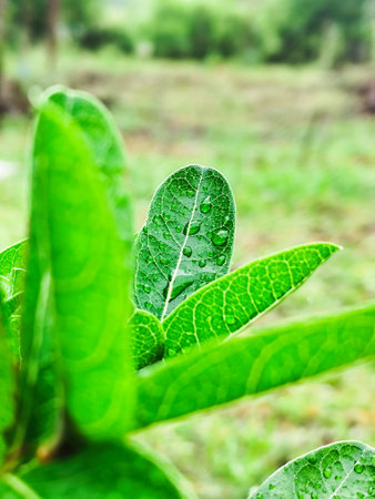 Green leaf with drop of water in the morning,Thailand.の写真素材