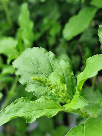 Close up of basil plant in the vegetable garden,Thailand.