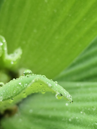 Water droplets on a green leaf of a plant close-upの写真素材