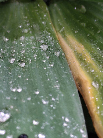Water drops on the green leaf after the rain. Close up.の写真素材