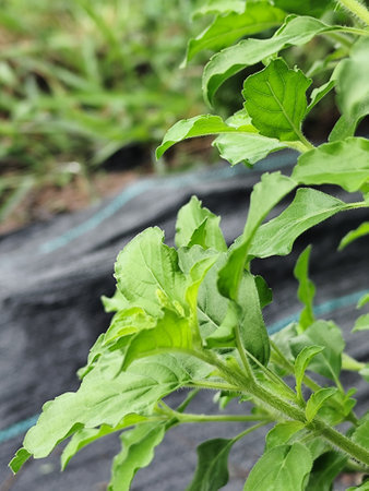 Close up of basil plant growing in vegetable garden with green leaves.の写真素材